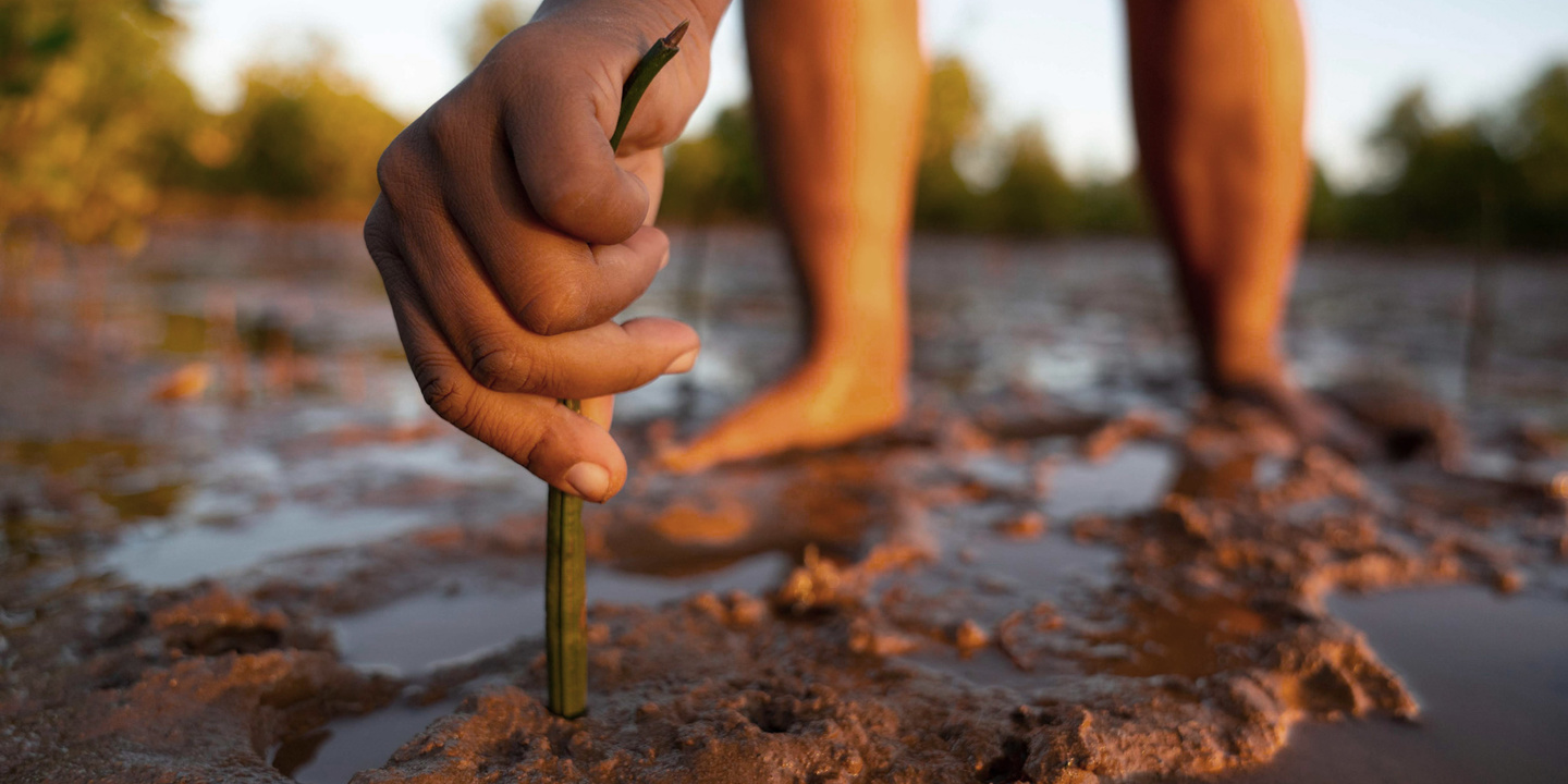A hand reaching over to plant a small tree in some wet, fertile soil in Madagascar.